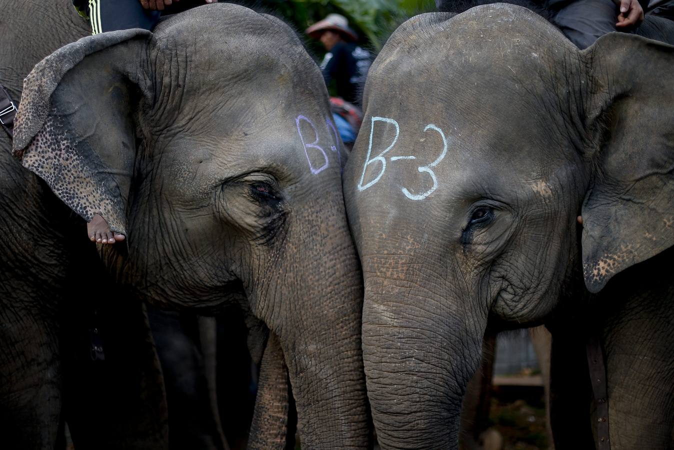 Polo con y para elefantes