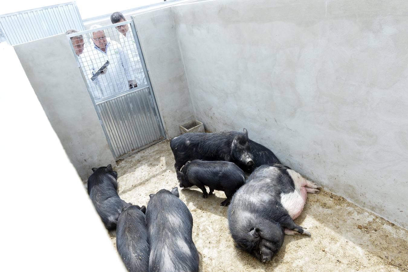 Casi todos los cerdos cogidos en Los Mateos acaban en el matadero