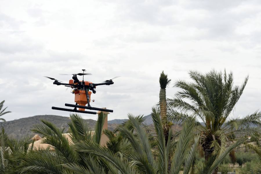 Un dron, nueva herramienta frente al picudo rojo