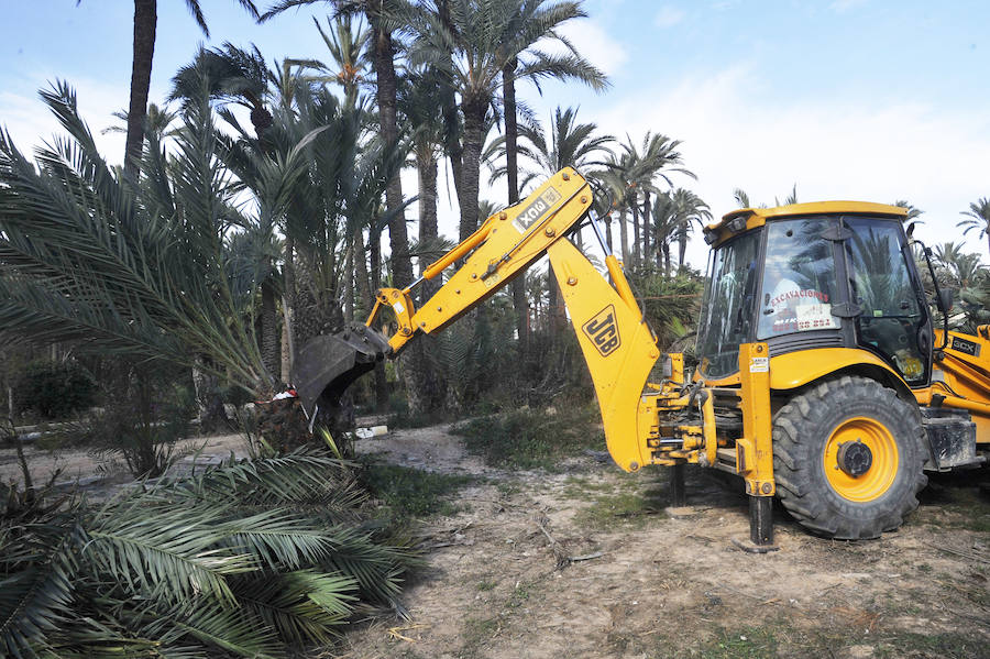 Elche detecta 414 nuevas palmeras afectadas por picudo rojo