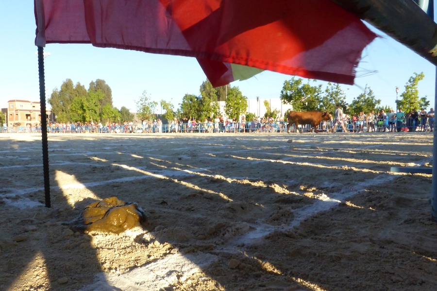 Una caca de vaca que vale 2.000 euros en Dolores