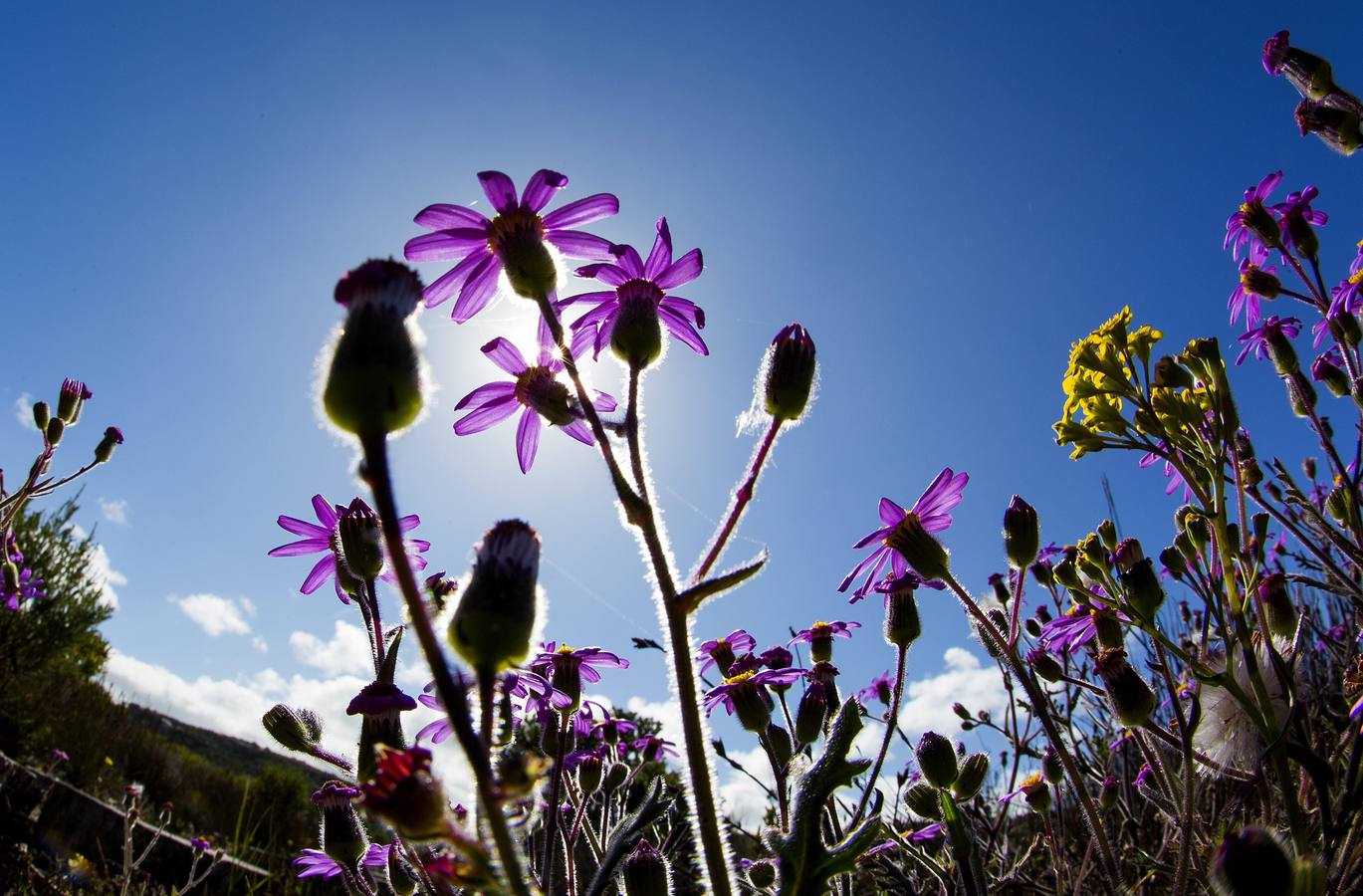 Vida tras el incendio