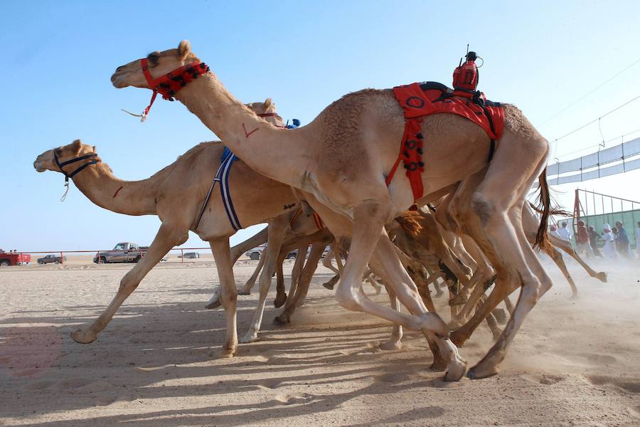 Carreras de camellos sin jinetes menores