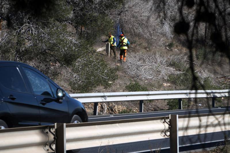 Conselleria quita los pinos secos de la zona más peligrosa de la sierra de Orihuela