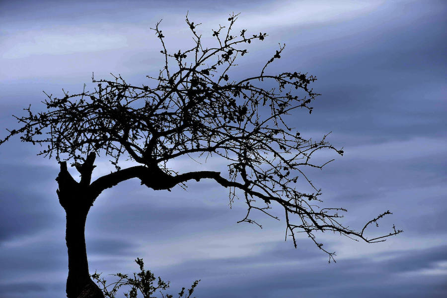 La Fiesta del Rebuzno