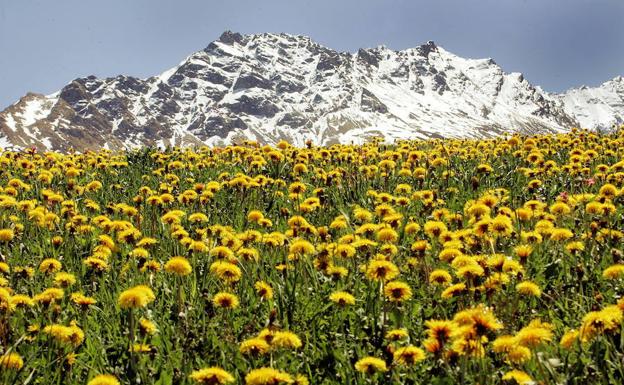 Las plantas podrían acabar con los anticonceptivos hormonales