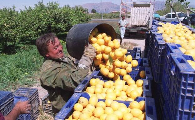 Los exportadores de limón se ponen en alerta y temen barreras técnicas con el 'Brexit'