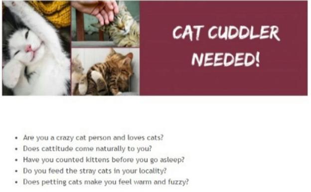 Una clínica veterinaria en Dublín oferta trabajo como 'abrazador de gatos'