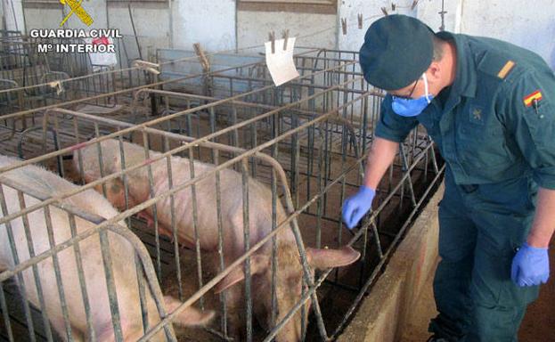 Detenido el propietario de una granja en Murcia por abandonar más de un centenar de cerdos