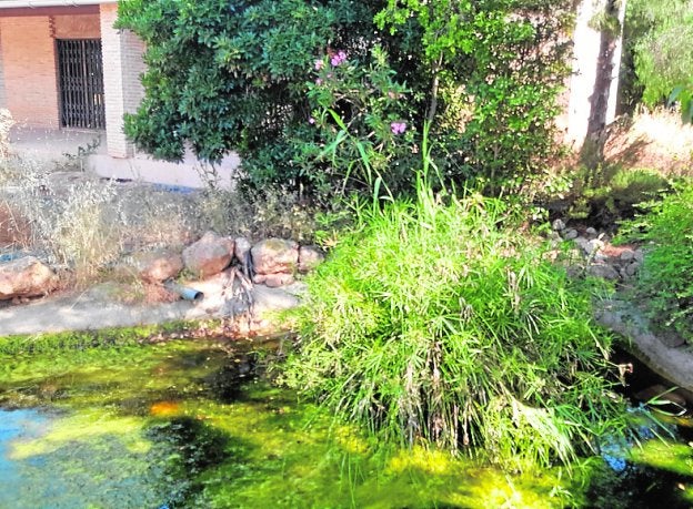 El mosquito tigre se hace 'okupa' en un chalé abandonado