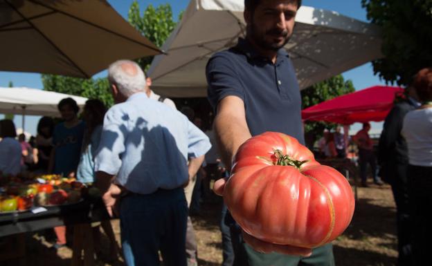 Presentan las más de 200 variedades de tomate que se conservan en el Imida