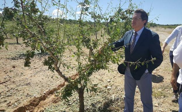 Más de 6.000 hectáreas afectadas por la granizada en Lorca y Caravaca