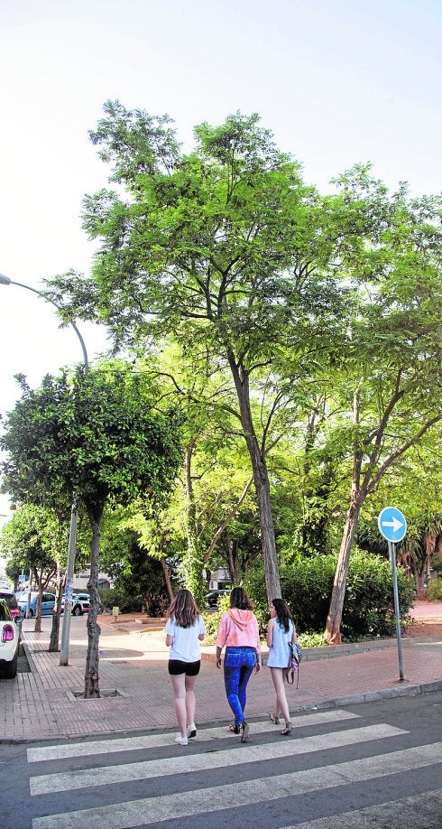 El mosquito blanco toma la ciudad