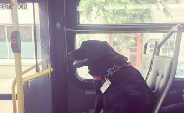 Eclipse, el perro que coge el bus urbano para ir al parque a pasear