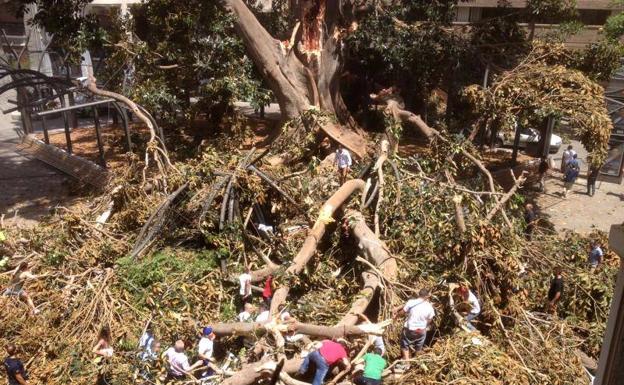 «¡Cállate, Lourdes!», la caída del ficus manifiesta el carácter murciano