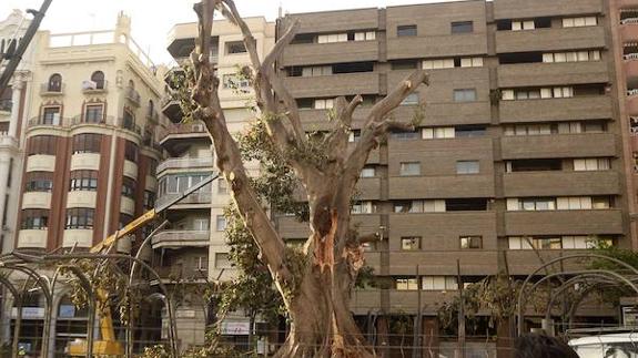 El Ficus De Santo Domingo Rebrotara Con Fuerza La Verdad