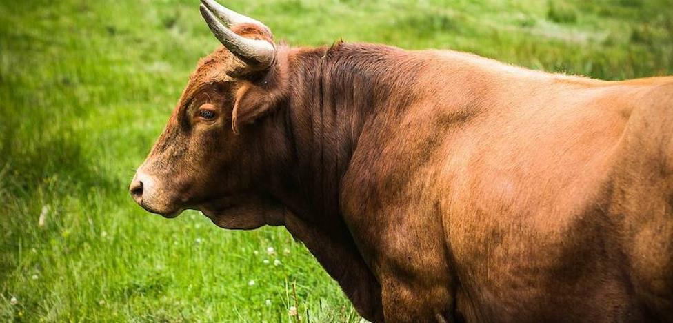 ¿Qué se hace con la familia de un toro que mata a un torero? | La Verdad