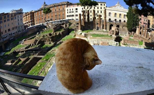 Los gatos tienen 9.000 años