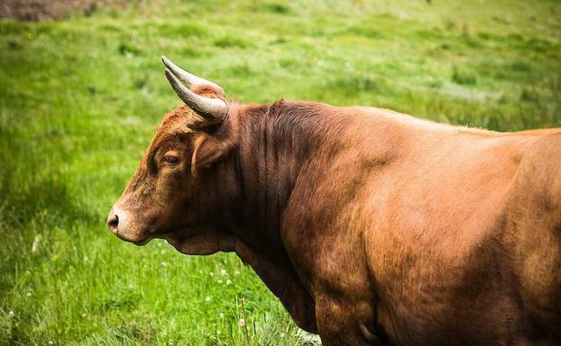 La Fundación del Toro de Lidia niega que la familia de un toro que mata a un torero tenga que morir