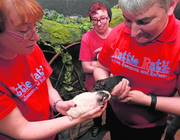 Camarero, una de ratas