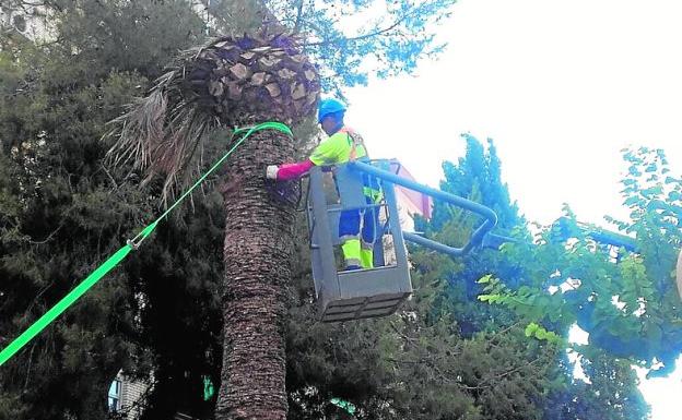 El riego aumenta en dos horas para combatir el estrés hídrico y evitar las caídas de árboles