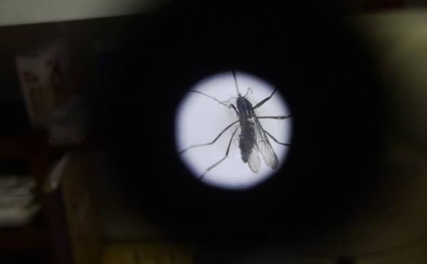 Localizan un punto de cría de mosquito tigre en las alamedas de Lorca