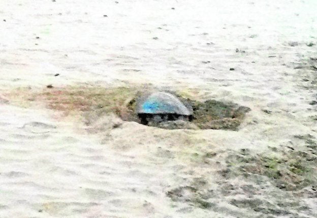 Fracasan dos intentos de puesta de tortuga boba en La Manga y Calblanque