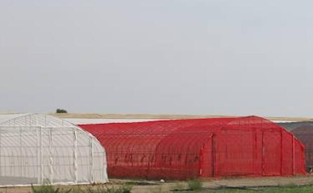 Investigan nuevas mallas de sombreo para mejorar la calidad de los cultivos hortícolas