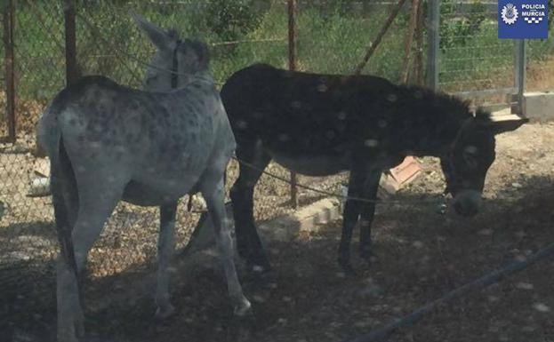 Interceptan a tres burros que transitaban por el carril bici en La Ñora