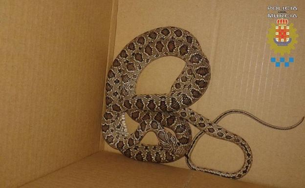 Capturan una culebra en una vivienda de la Era Alta