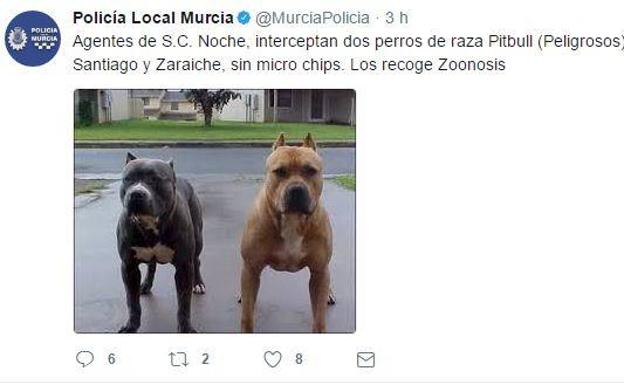 Encuentran dos pitbulls sueltos en Santiago y Zaraiche