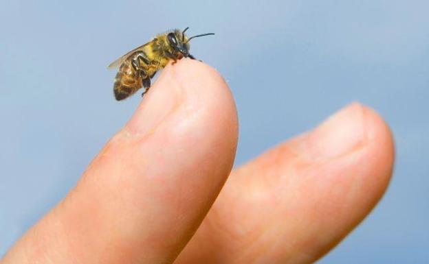 Qué hacer para evitar las picaduras de avispas y abejas