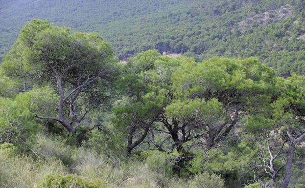 Plan para proteger la masa forestal regional y convertirla en fuente de empleo y riqueza