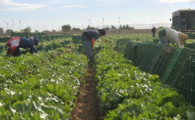 El campo de Cartagena aumenta su superficie ecológica en más de un 30%