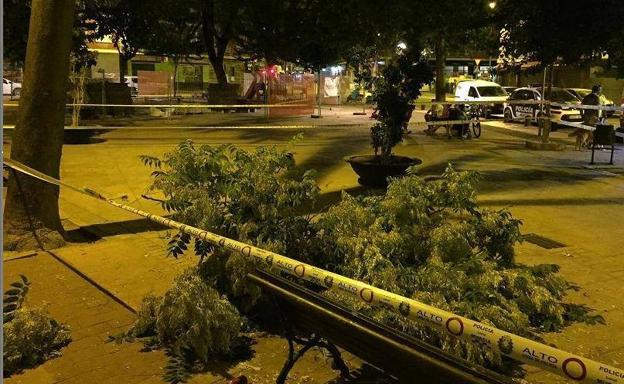 Atienden a dos personas tras caer la rama de un árbol en Murcia