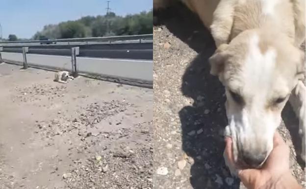 Atada junto a una carretera y a 40 grados, el caso de abandono que indigna a la red