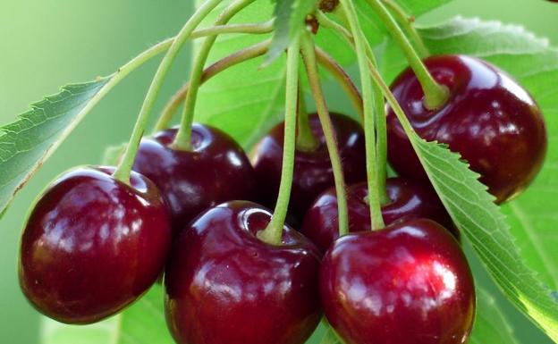 Al borde de la muerte por comer cerezas