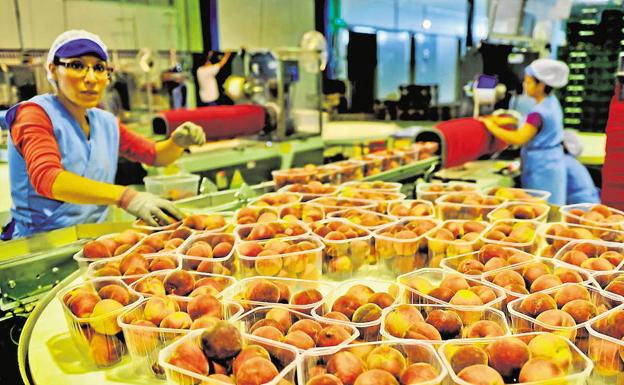 La campaña de fruta de hueso en la Región transcurre de forma «lamentable» para Asaja