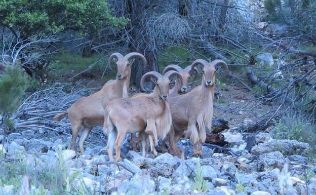 Medio Ambiente ha abatido ya a 2.220 arruís en Sierra Espuña