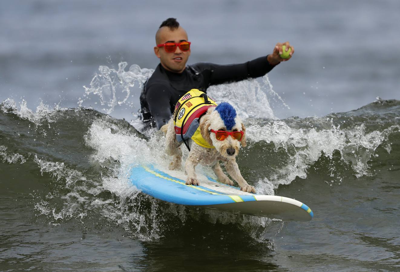 Perros surferos