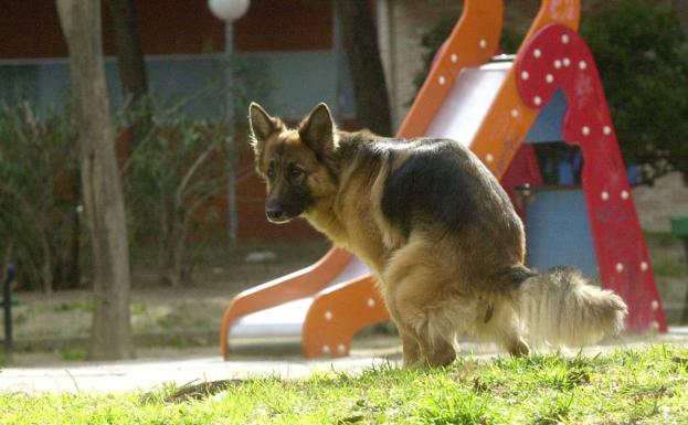 Archena sancionará con hasta 300 euros a los dueños que no recojan los excrementos de sus mascotas