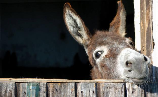 Quince adolescentes marroquíes contraen la rabia por practicar sexo con una burra