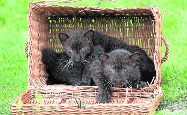 ¿Una pantera en la Alcarria?