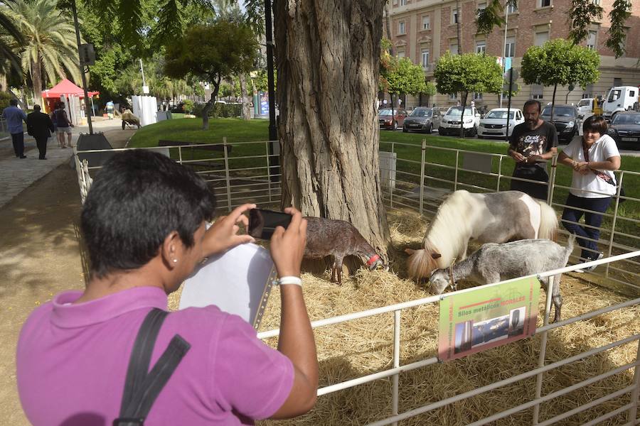 Animales buscan casa por Feria