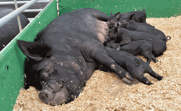 Sepor, medio siglo ofreciendo respuestas al sector