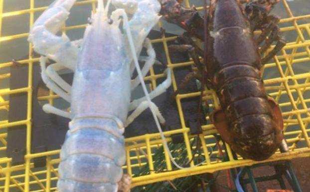 La curiosa historia de la langosta 'fantasma'