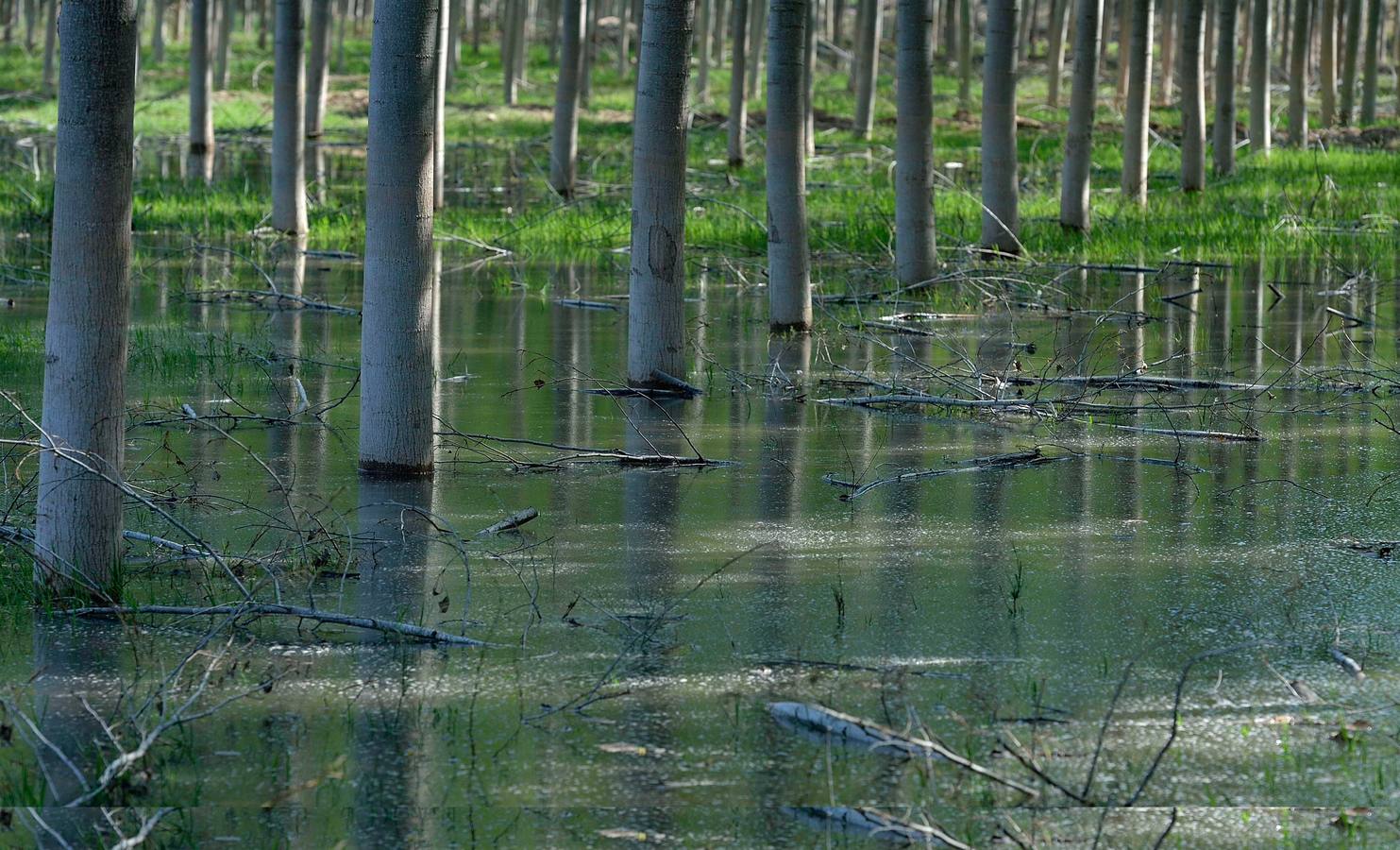 Bajo las choperas del río Mundo