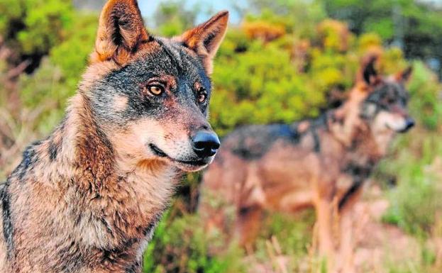El lobo, en el punto de mira