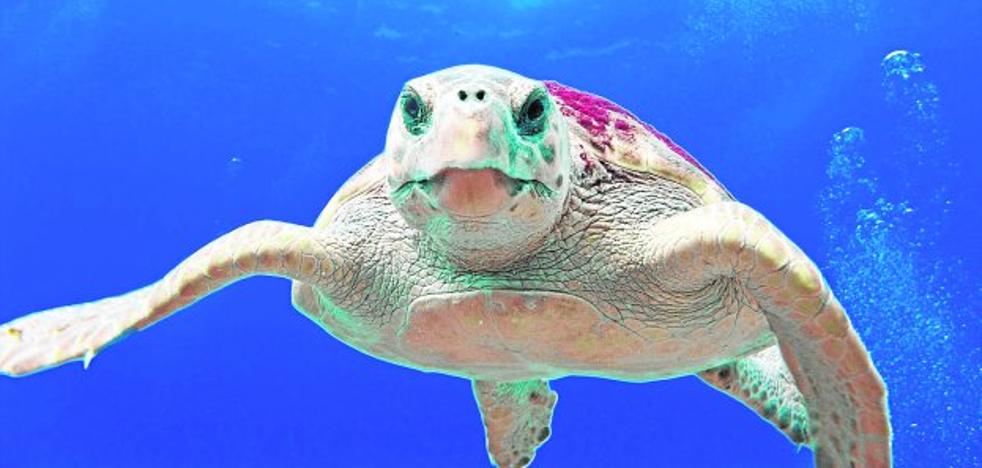 Las tortugas bobas eligen la Costa Cálida