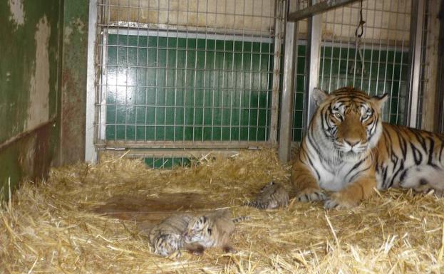 Los circos con animales silvestres estarán prohibidos en la Región